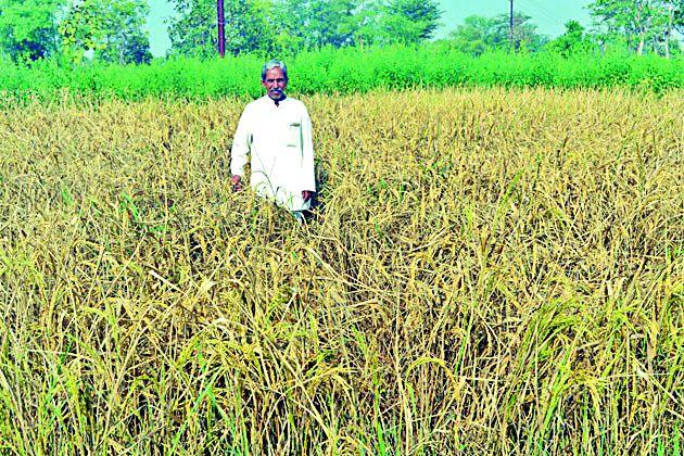 Farmer Havildill | शेतकरी झाला हवालदिल