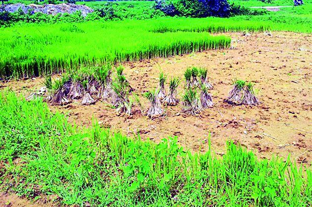 Gondiya district declares drought affected | गोंदिया जिल्हा दुष्काळग्रस्त जाहीर करा Gondiya district declares drought affected | गोंदिया जिल्हा दुष्काळग्रस्त जाहीर करा