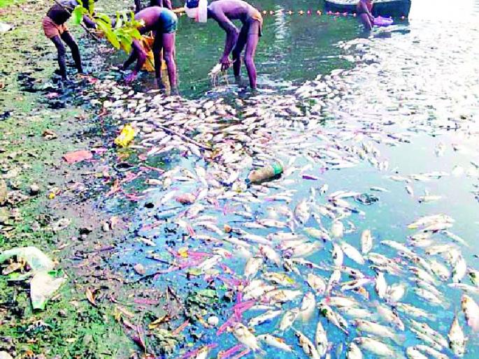 Thousands of fish in the Risama lake die | रिसामा तलावातील हजारो माशांचा मृत्यू Thousands of fish in the Risama lake die | रिसामा तलावातील हजारो माशांचा मृत्यू