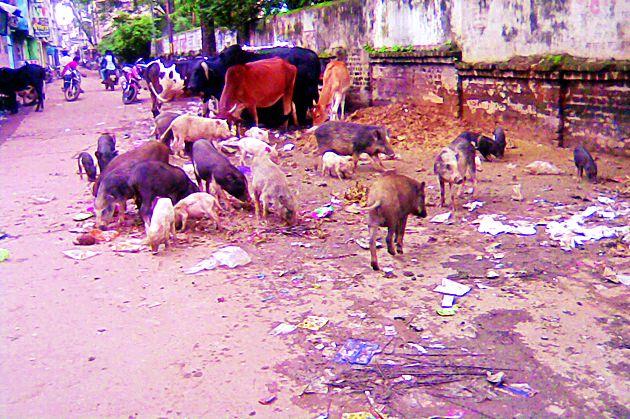 Settle on the problem of pigs | डुकरांच्या समस्येवर निघणार तोडगा Settle on the problem of pigs | डुकरांच्या समस्येवर निघणार तोडगा
