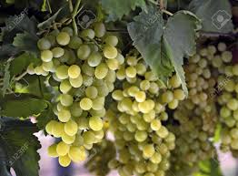 Grape growers in financial crisis | द्राक्ष उत्पादक आर्थिक संकटात Grape growers in financial crisis | द्राक्ष उत्पादक आर्थिक संकटात