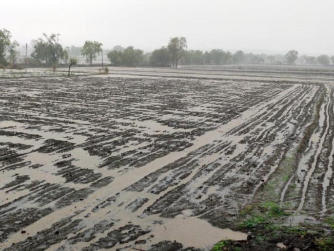 Due to rain in Kedarkheda circle | केदारखेडा मंडळात पावसाची हुलकावणी Due to rain in Kedarkheda circle | केदारखेडा मंडळात पावसाची हुलकावणी