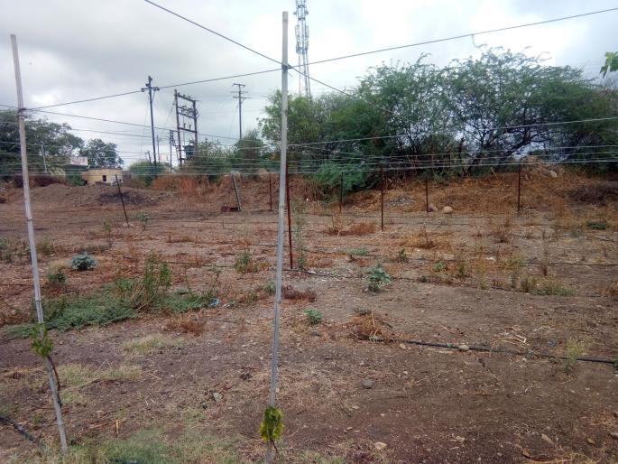 Damage of grape crop | नीलगायींचा हैदोस; द्राक्ष पिकाचे नुकसान Damage of grape crop | नीलगायींचा हैदोस; द्राक्ष पिकाचे नुकसान