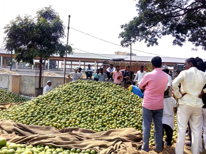 Citrus limetta does not getting proper rate | आवक वाढूनही मोेसंबीला भाव मिळेना Citrus limetta does not getting proper rate | आवक वाढूनही मोेसंबीला भाव मिळेना