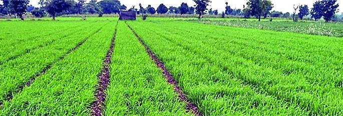 The rabi crops on 22 thousand hector area | २२ हजार हेक्टरवर बहरली रब्बीची पिके! The rabi crops on 22 thousand hector area | २२ हजार हेक्टरवर बहरली रब्बीची पिके!