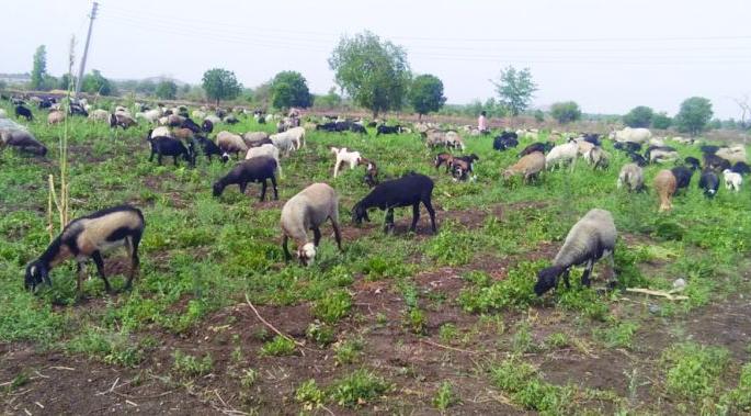 Charlie sheep in three acres of peanuts | खामगाव तालुक्यातील शेतकऱ्याने तीन एकर भुईमुगामध्ये चारली मेंढरं Charlie sheep in three acres of peanuts | खामगाव तालुक्यातील शेतकऱ्याने तीन एकर भुईमुगामध्ये चारली मेंढरं