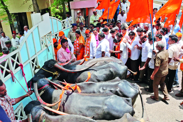 The anger of the cattle feed of Gokul | ‘गोकुळ’च्या पशुखाद्य दरवाढीवरून संताप The anger of the cattle feed of Gokul | ‘गोकुळ’च्या पशुखाद्य दरवाढीवरून संताप