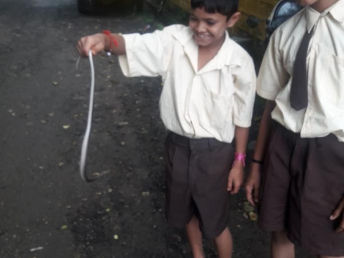 Kolhapur: The sambar, student-teacher's bhambari left from the baggage of students | कोल्हापूर : विदयार्थ्यांच्या बॅगेतून निघाला साप, विदयार्थी- शिक्षकांची भंबेरी Kolhapur: The sambar, student-teacher's bhambari left from the baggage of students | कोल्हापूर : विदयार्थ्यांच्या बॅगेतून निघाला साप, विदयार्थी- शिक्षकांची भंबेरी