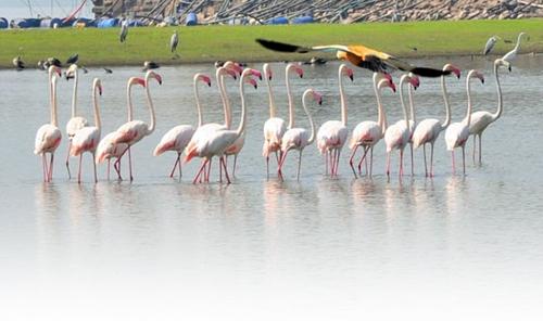Mast Baharla Bird Fair near Ujjain, no one came here to play in peace | उजनीकाठी मस्त बहरला पक्ष्यांचा मेळा, कुणी ना येई इथे शांतता मनसोक्त खेळा...! Mast Baharla Bird Fair near Ujjain, no one came here to play in peace | उजनीकाठी मस्त बहरला पक्ष्यांचा मेळा, कुणी ना येई इथे शांतता मनसोक्त खेळा...!