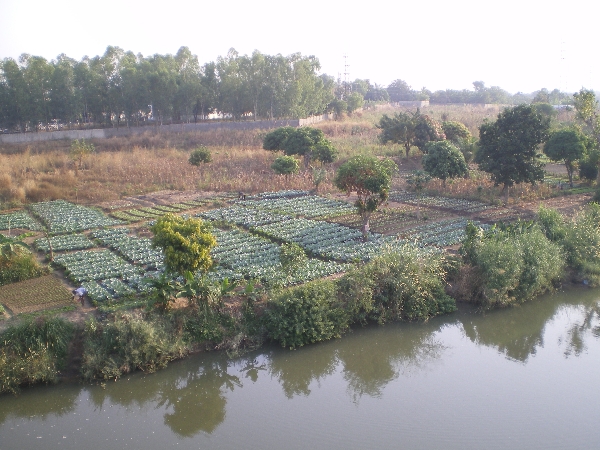 Sangli: The question of irrigated land in Miraj taluka is complicated and erroneous confusion | सांगली : मिरज तालुक्यात बागायत जमिनींचा प्रश्न जटील, चुकीच्या नोंदीने गोंधळ