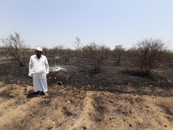 Burn orchards of 900 pomegranate trees | डाळिंबाची ९०० झाडांची बाग जळून खाक Burn orchards of 900 pomegranate trees | डाळिंबाची ९०० झाडांची बाग जळून खाक