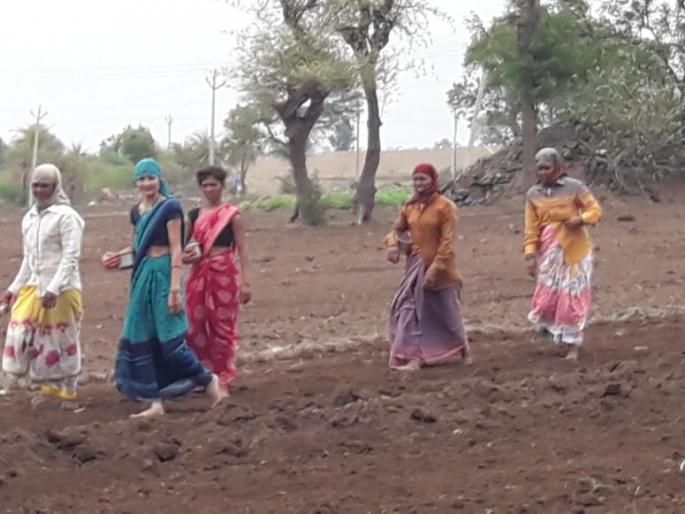 Maize, soybean sowing start | मका, सोयाबीन पेरणीस प्रारंभ Maize, soybean sowing start | मका, सोयाबीन पेरणीस प्रारंभ