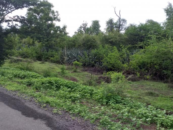 Bahrali Vanrai near Meshi-Dongargaon road | मेशी-डोंगरगाव रस्त्यालगत बहरली वनराई Bahrali Vanrai near Meshi-Dongargaon road | मेशी-डोंगरगाव रस्त्यालगत बहरली वनराई