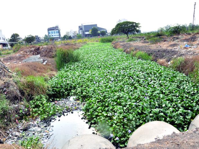 Sangliat Nalasfiha will start when? | सांगलीत नालेसफाईला मुहूर्त लागणार कधी? Sangliat Nalasfiha will start when? | सांगलीत नालेसफाईला मुहूर्त लागणार कधी?