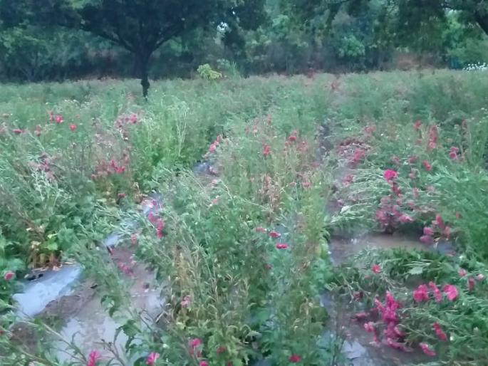 An acre of flowering grassland | एक एकरमधील फुलशेती भुईसपाट An acre of flowering grassland | एक एकरमधील फुलशेती भुईसपाट
