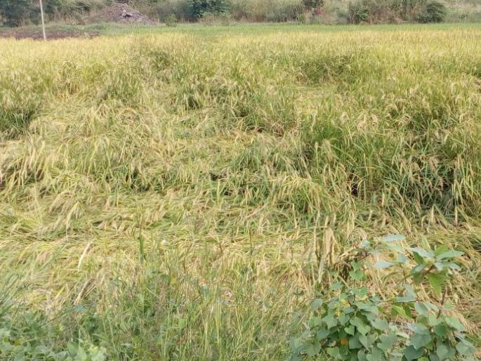 Talathi and Board Officer to conduct Panchnama | तलाठी व मंडळाधिकारी करणार पंचनामे Talathi and Board Officer to conduct Panchnama | तलाठी व मंडळाधिकारी करणार पंचनामे