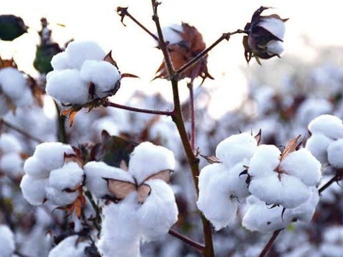 New textile policy hits the spotlight | नवीन वस्त्रोद्योग धोरणाचा सूतगिरणीला फटका