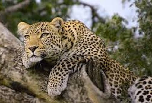 Leopard attack in Mohide Shivara in Taloda taluka | तळोदा तालुक्यात मोहिदे शिवारात बिबट्याचा हल्ला Leopard attack in Mohide Shivara in Taloda taluka | तळोदा तालुक्यात मोहिदे शिवारात बिबट्याचा हल्ला