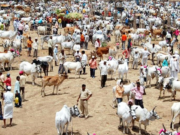 The bull market in the district survives even in agricultural mechanization | कृषी यांत्रिकीकरणातही जिल्ह्यात बैलबाजार टिकून The bull market in the district survives even in agricultural mechanization | कृषी यांत्रिकीकरणातही जिल्ह्यात बैलबाजार टिकून