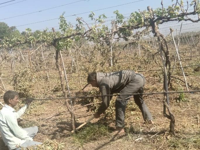 Two acres of honey run on a vineyard | दोन एकर द्राक्षबागेवर चालविली कुºहाड Two acres of honey run on a vineyard | दोन एकर द्राक्षबागेवर चालविली कुºहाड