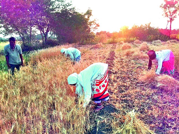 The speed of the rabbi's harvest | रब्बीच्या काढणीला वेग