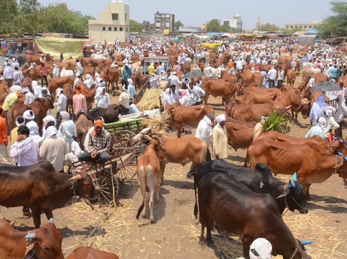 Parbhani: The hunger of animals which is due to fate | परभणी : चाऱ्याअभावी होतेय जनावरांची उपासमार