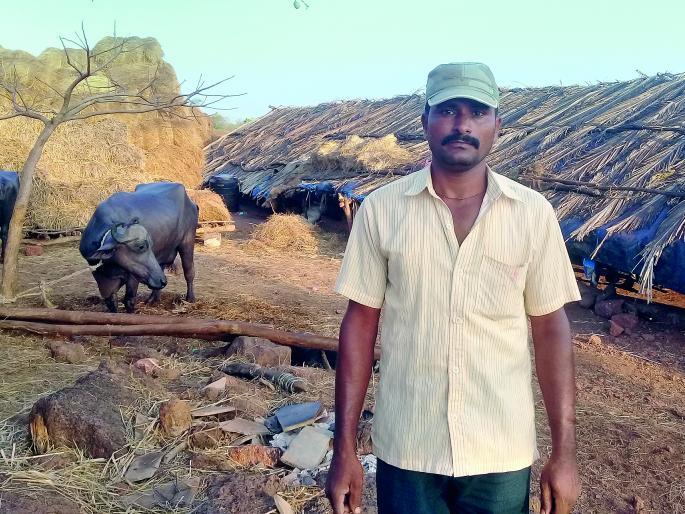 Ratnagiri: Starting business from zero, flying in Animal Husbandry | रत्नागिरी : शून्यातून सुरु झालेला व्यवसाय, पशुसंवर्धनात भरारी Ratnagiri: Starting business from zero, flying in Animal Husbandry | रत्नागिरी : शून्यातून सुरु झालेला व्यवसाय, पशुसंवर्धनात भरारी