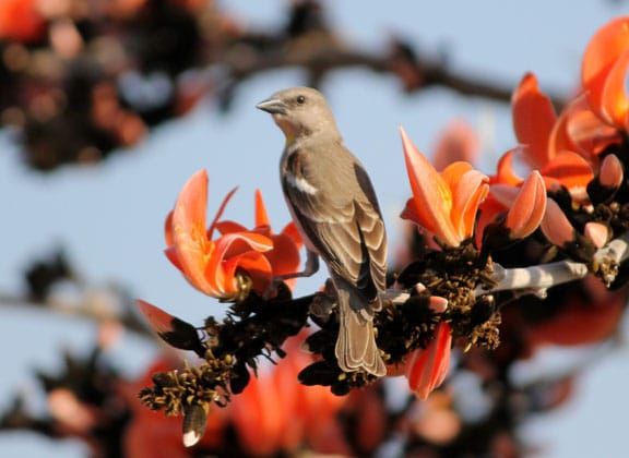 Now ‘Juice Center’ for birds, ‘Chatak’ will be implemented | आता पक्ष्यांसाठी ‘ज्यूस सेंटर’, ‘चातक’चा राबवणार उपक्रम Now ‘Juice Center’ for birds, ‘Chatak’ will be implemented | आता पक्ष्यांसाठी ‘ज्यूस सेंटर’, ‘चातक’चा राबवणार उपक्रम