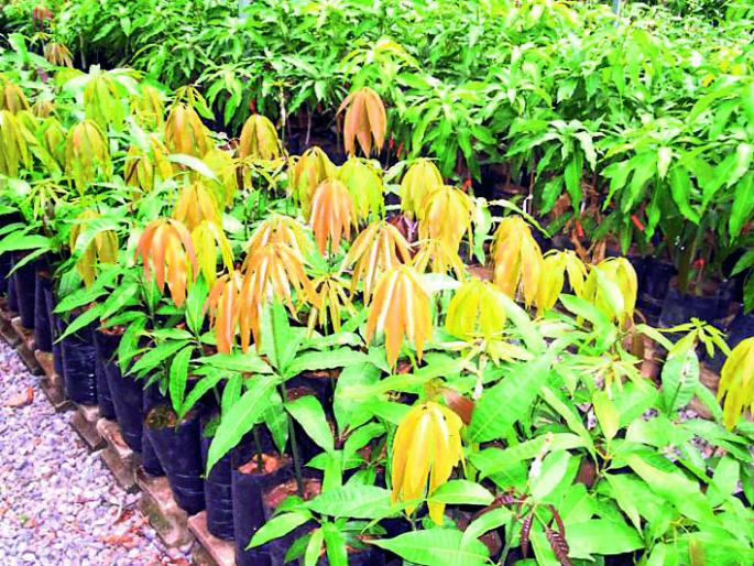 Ratnagiri: District tour of district officials due to plantation of horticulture, speed of cultivation of horticulture | रत्नागिरी : झाडाझडतीमुळे फळबाग लागवडीला वेग, जिल्हाधिकाऱ्यांचा जिल्हा दौरा Ratnagiri: District tour of district officials due to plantation of horticulture, speed of cultivation of horticulture | रत्नागिरी : झाडाझडतीमुळे फळबाग लागवडीला वेग, जिल्हाधिकाऱ्यांचा जिल्हा दौरा