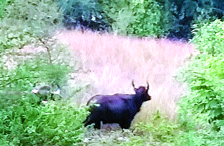 Time to migrate to feeding ranches | खाद्यासाठी रानगव्यांवर स्थलांतर करण्याची वेळ