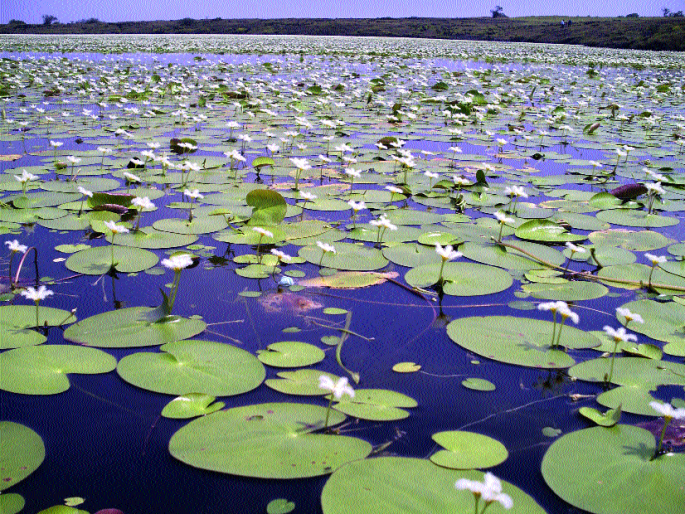 Touring schools, colleges in the flowering village | फुलांच्या गावी शाळा, महाविद्यालयांच्या सहली