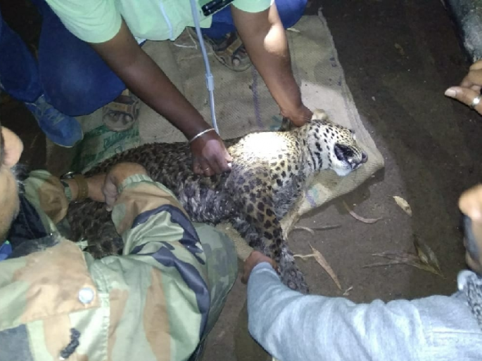 Death of a leopard found in Chorajwadi | चोरजवाडीत मरणासन्न स्थितीत आढळलेल्या बिबट्याला जीवदान Death of a leopard found in Chorajwadi | चोरजवाडीत मरणासन्न स्थितीत आढळलेल्या बिबट्याला जीवदान
