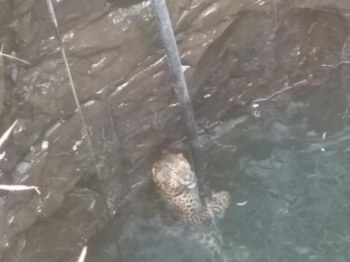 Pigeon lying in the Well well in Talwade! | तळवाडे येथे विहिरीत पडला बिबट्या ! Pigeon lying in the Well well in Talwade! | तळवाडे येथे विहिरीत पडला बिबट्या !