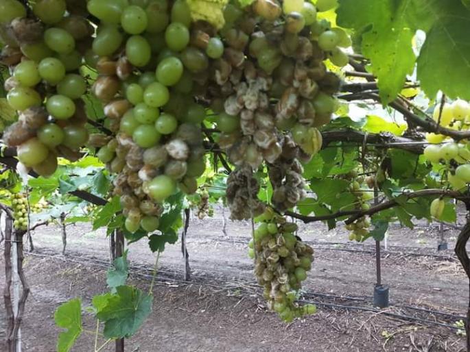 Returning rains hit vineyards, vegetable fodder | परतीच्या पावसाने द्राक्षबागांना फटका, भाजीपाला भुईसपाट Returning rains hit vineyards, vegetable fodder | परतीच्या पावसाने द्राक्षबागांना फटका, भाजीपाला भुईसपाट