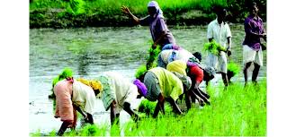 Commencement of skill based training of agricultural laborers | शेतमजुरांच्या कौशल्यआधारित प्रशिक्षणास सुरुवात Commencement of skill based training of agricultural laborers | शेतमजुरांच्या कौशल्यआधारित प्रशिक्षणास सुरुवात