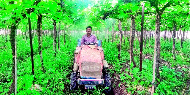 Grape growers scared! | द्राक्ष उत्पादक धास्तावले !