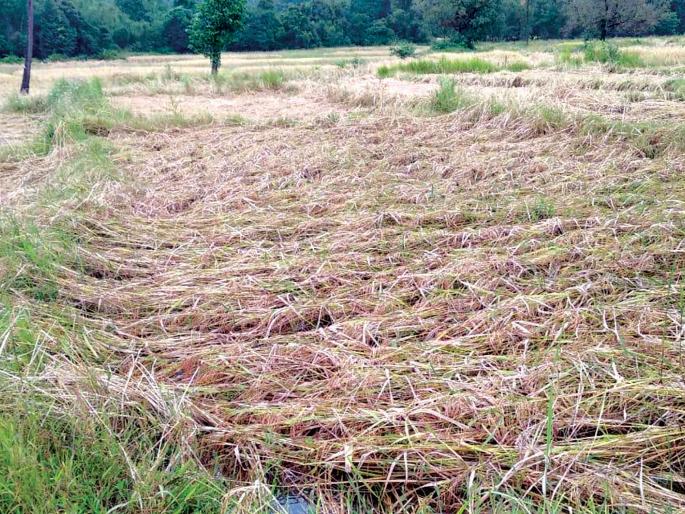 The frustration of farmers in the Ain Diwali | ऐन दिवाळीत शेतकऱ्यांच्या पदरी निराशा The frustration of farmers in the Ain Diwali | ऐन दिवाळीत शेतकऱ्यांच्या पदरी निराशा