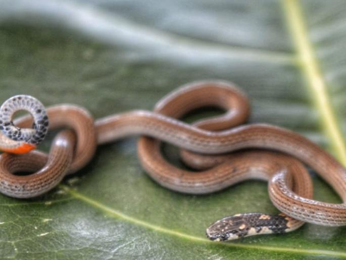 Poisonous rare coral snake found in Solapur | सोलापुरात आढळला आशिया खंडातील विषारी दुर्मीळ पोवळा साप