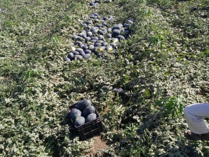 Demand in Khamkhheda turban | खामखेडयातील टरबुजला परप्रांतात मागणी Demand in Khamkhheda turban | खामखेडयातील टरबुजला परप्रांतात मागणी