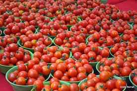 Tomatoes have declined | टमाटयाचे भाव घसरले Tomatoes have declined | टमाटयाचे भाव घसरले