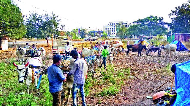 Start plowing in the Godakath area | गोदाकाठ भागात ऊसतोडणीस प्रारंभ Start plowing in the Godakath area | गोदाकाठ भागात ऊसतोडणीस प्रारंभ