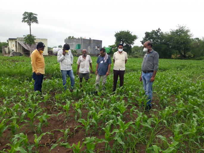 Military larvae in the Kasmade belt | कसमादे पट्यात लष्करी अळीचा विळखा
