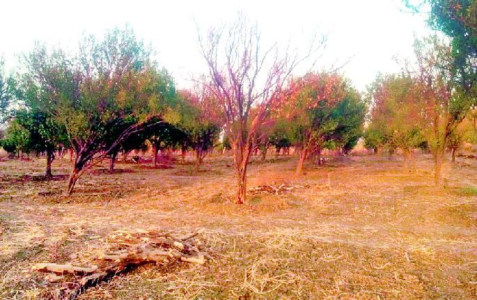 Mercury crosses 46; On the path of Santragga Sarwar | पारा ४६ पार; संत्राबागा सरपणाच्या मार्गावर