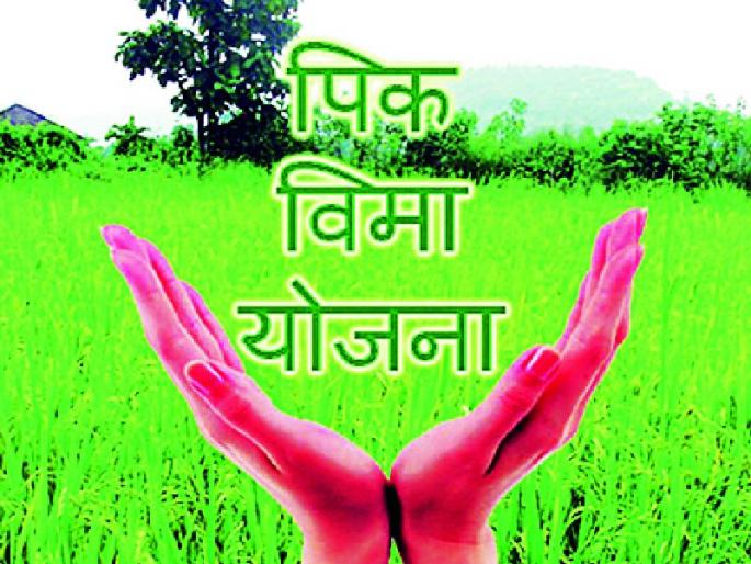 24 thousand 700 farmers became eligible for crop insurance | २४ हजार ७०० शेतकरी ठरले पीक विम्यास पात्र 24 thousand 700 farmers became eligible for crop insurance | २४ हजार ७०० शेतकरी ठरले पीक विम्यास पात्र