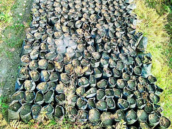 Millions of rupees have been given in government funding | रोपवाटिकेचा लाखो रुपयांचा शासकीय निधी मातीतच Millions of rupees have been given in government funding | रोपवाटिकेचा लाखो रुपयांचा शासकीय निधी मातीतच