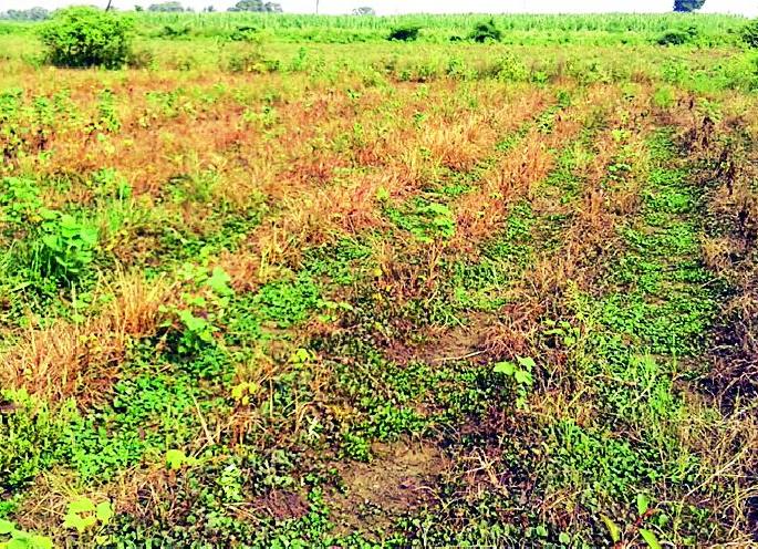 Rainfall returns to beans and cotton | सोयाबीन व कपाशीला परतीच्या पावसाचा फटका Rainfall returns to beans and cotton | सोयाबीन व कपाशीला परतीच्या पावसाचा फटका
