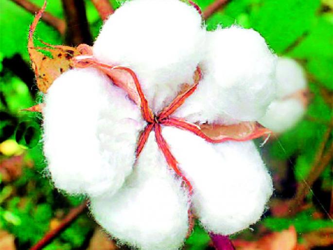 22,175 cotton growers registered with CCI | २२,१७५ कापूस उत्पादकांनी केली सीसीआयकडे नोंदणी 22,175 cotton growers registered with CCI | २२,१७५ कापूस उत्पादकांनी केली सीसीआयकडे नोंदणी