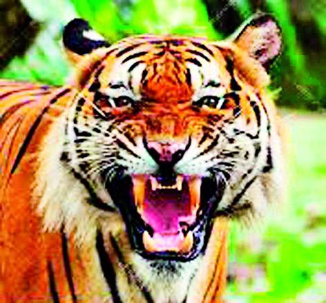 Borchheedi and Susudand get panic in the tiger | बोरखेडी व सुसूंदात वाघाची दहशत Borchheedi and Susudand get panic in the tiger | बोरखेडी व सुसूंदात वाघाची दहशत