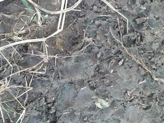 Bibbatta Vawar in Badapur area | बदापूर परिसरात बिबट्याचा वावर Bibbatta Vawar in Badapur area | बदापूर परिसरात बिबट्याचा वावर