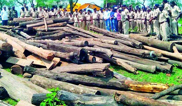 Pusad seized 12 lacs of gold | पुसदला १२ लाखांचे सागवान जप्त Pusad seized 12 lacs of gold | पुसदला १२ लाखांचे सागवान जप्त